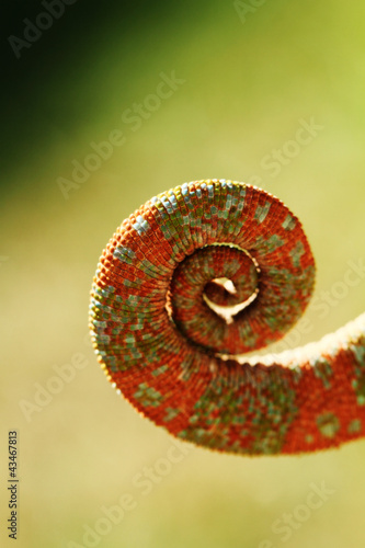 chameleon tail