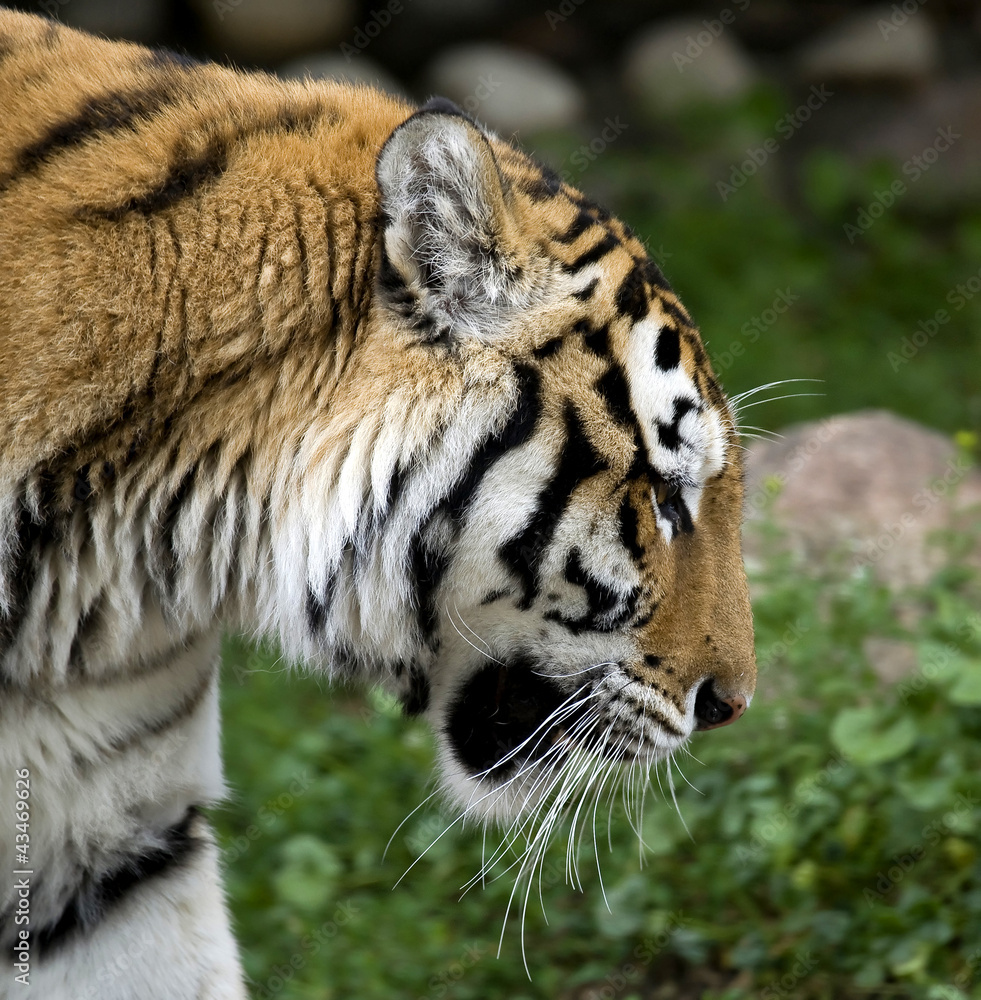 Obraz premium tigre de l'Oussouri 1