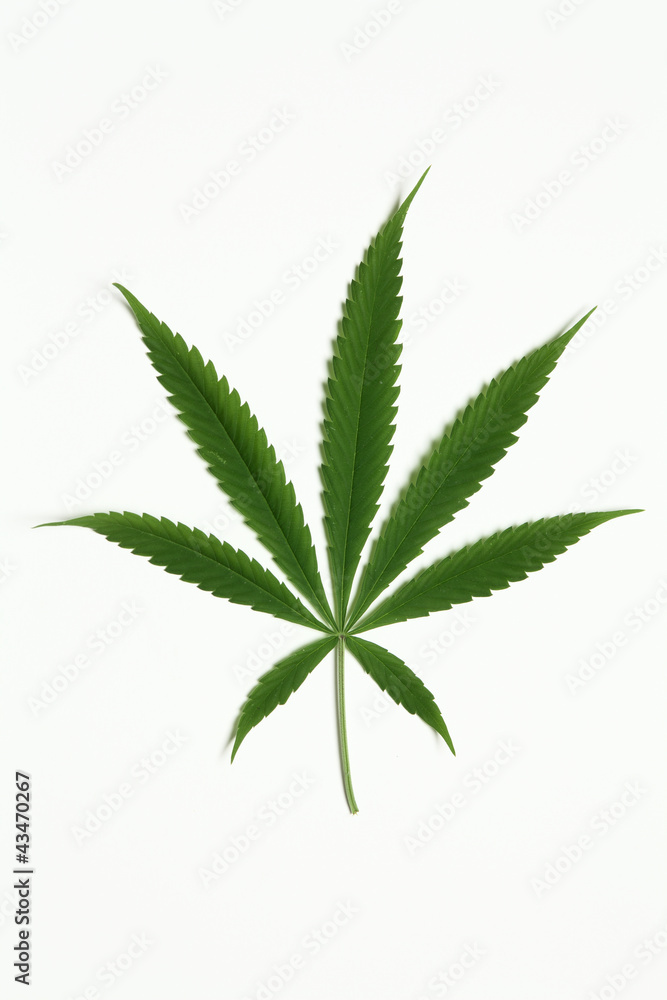 Cannabis leaf Cannabis leaf