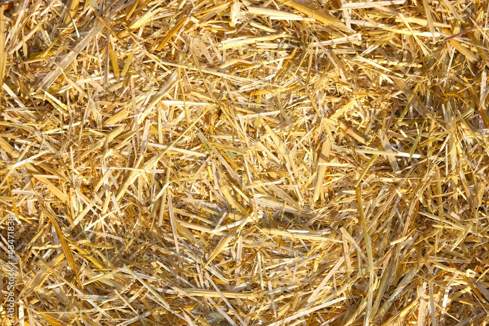 Golden hay texture background close-up Golden hay texture background close-up