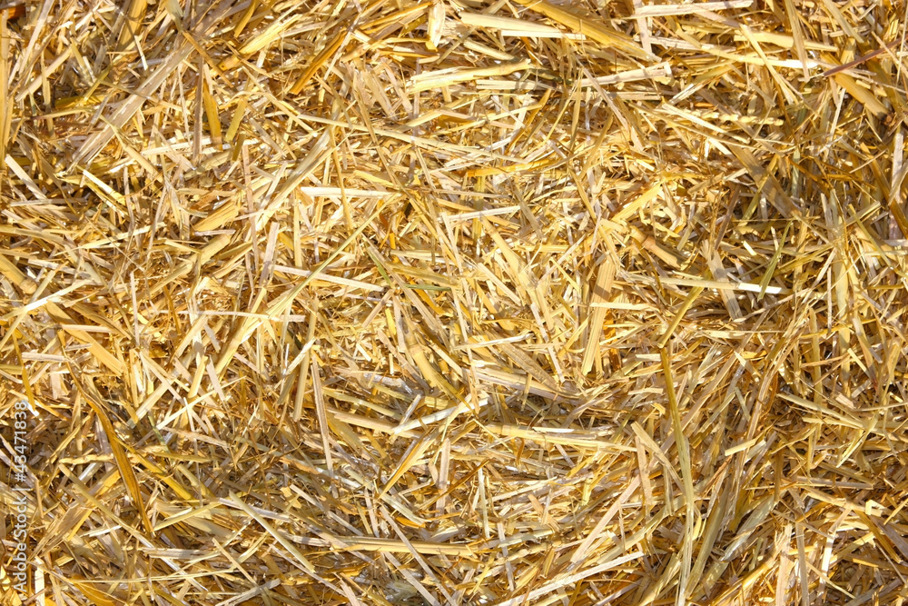 Golden hay texture background close-up