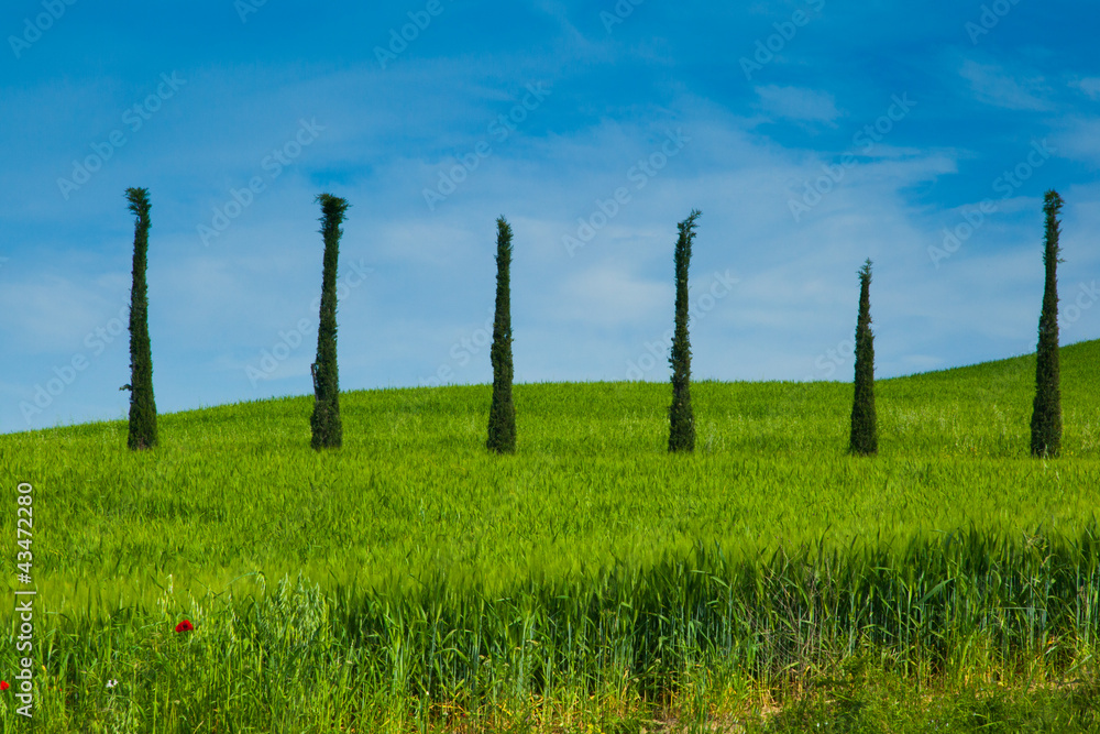 Countryside with a row of cypresses, Tuscany, Italy