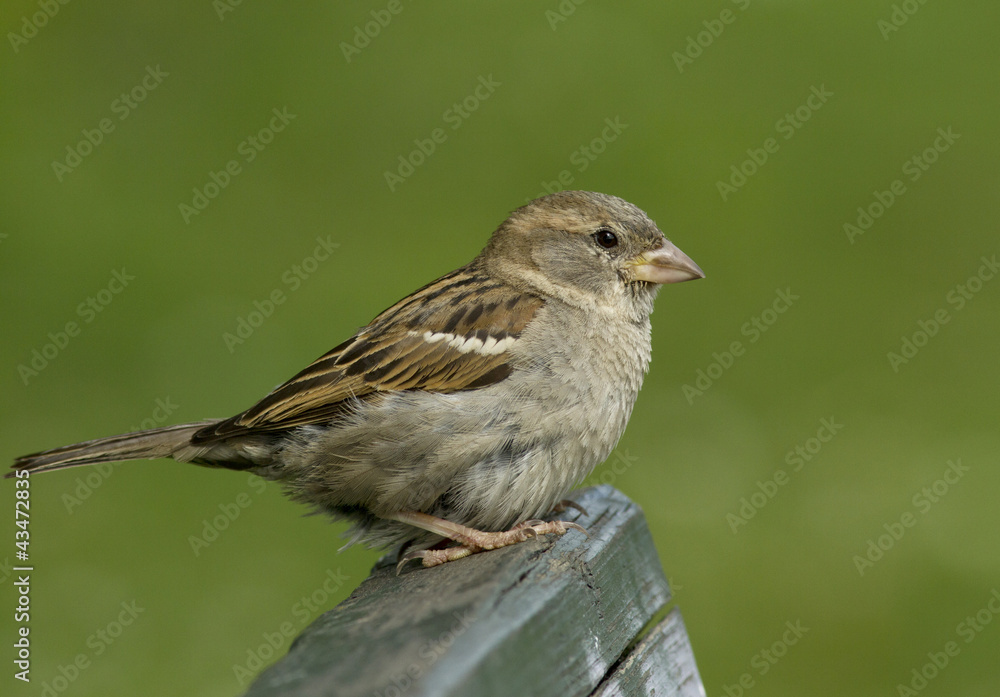 Obraz premium House Sparrow