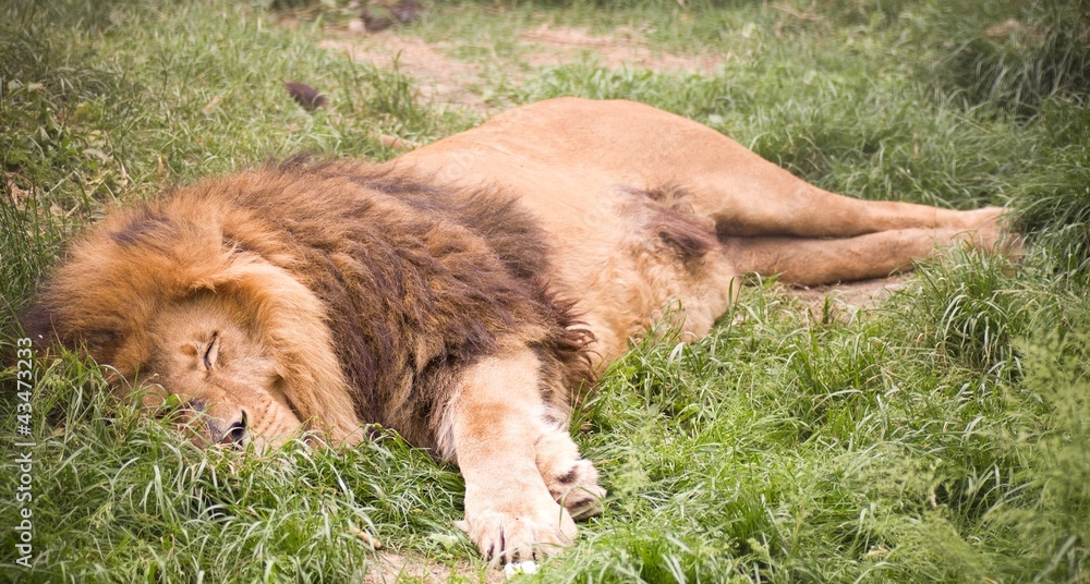 Naklejka premium Young wild african lion