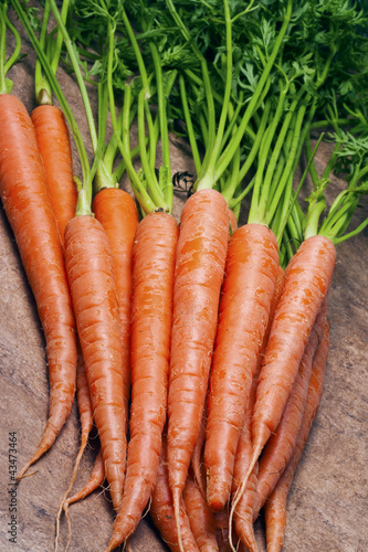 Carottes
