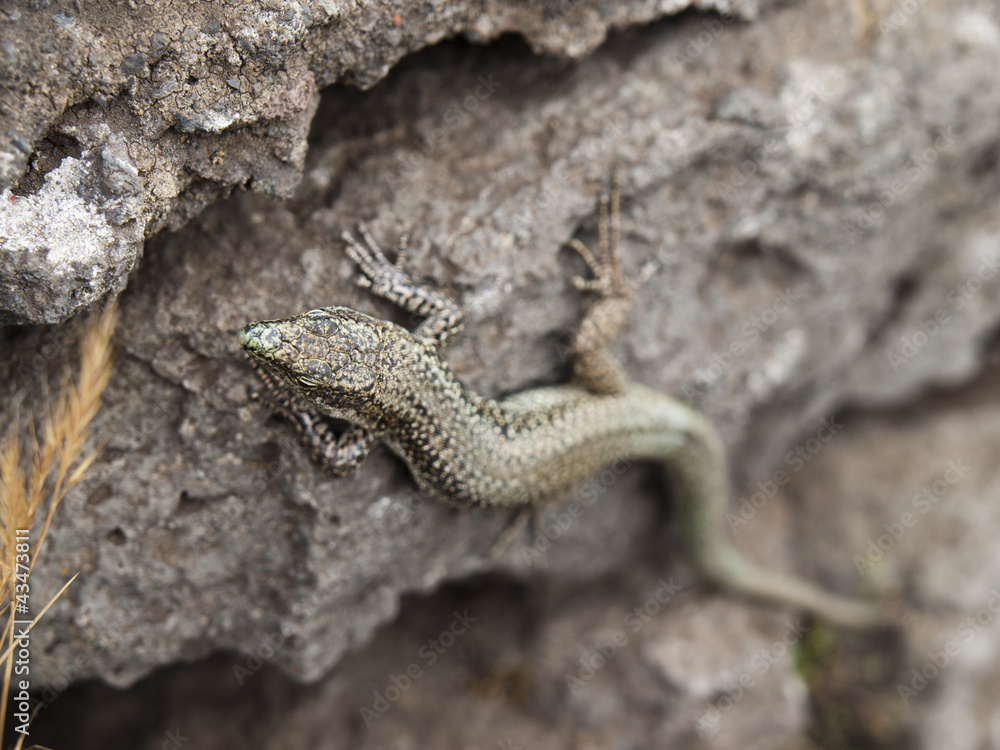 lizard lizard