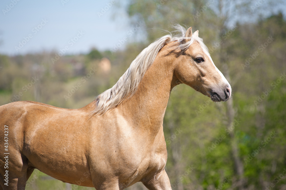 Obraz premium palomino stallion