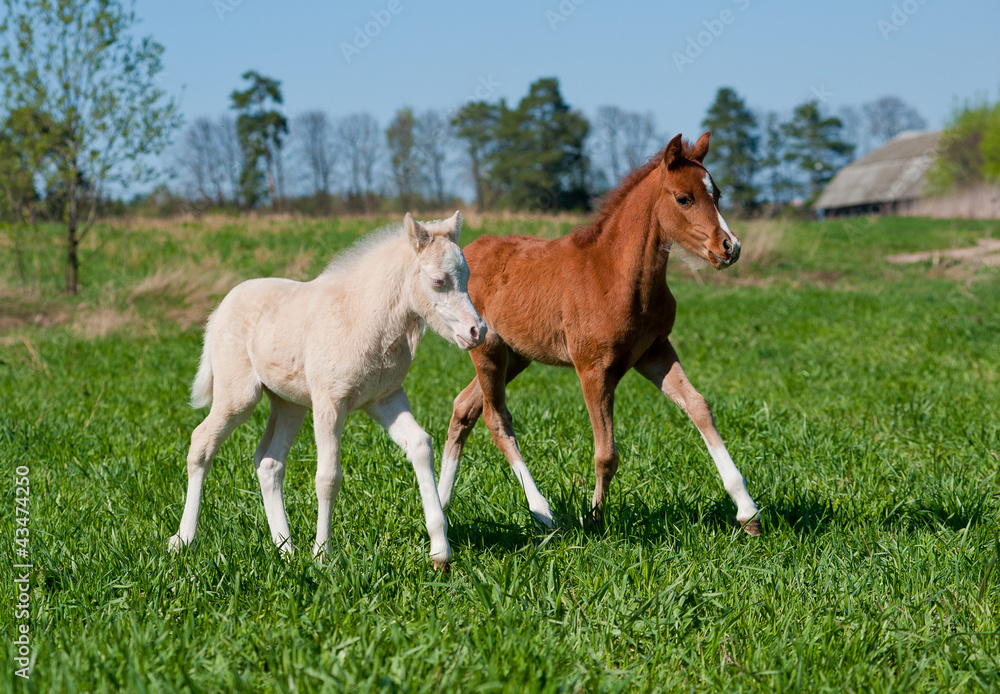 Obraz premium foals