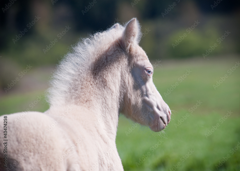 Obraz premium pony foal