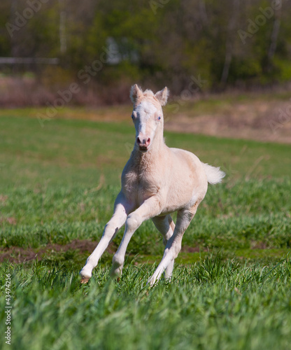 foal runs