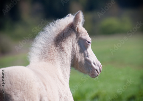 pony foal