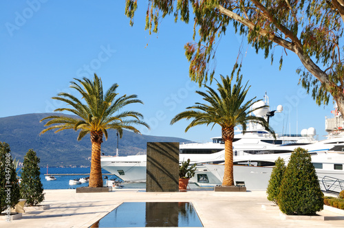 Yachts and palms in the port