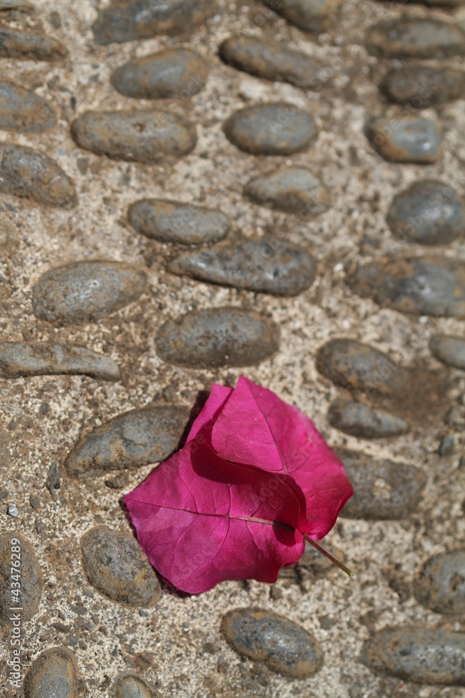 Fototapeta premium Bougainvillea