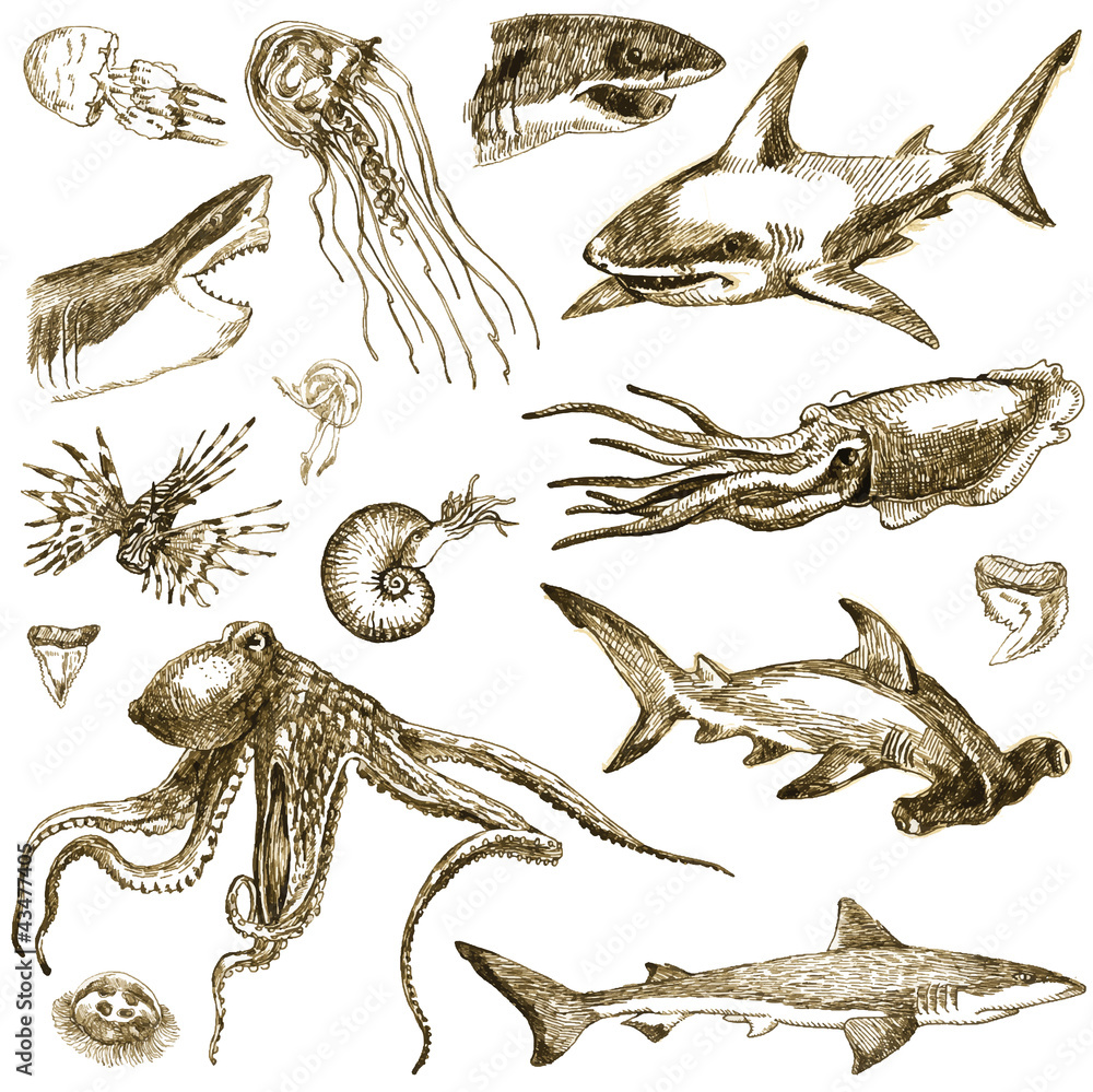 Fototapeta premium Hand-drawn collection. Marine life - SEA MONSTERS and Sharks.