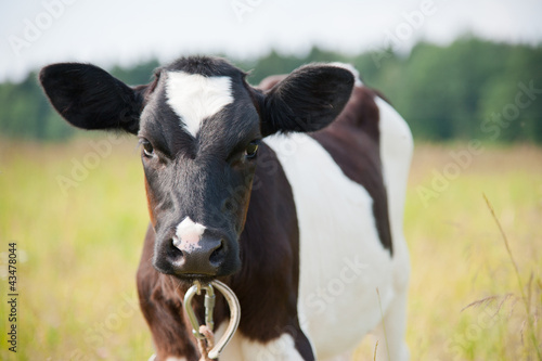 Young cow stand in the field