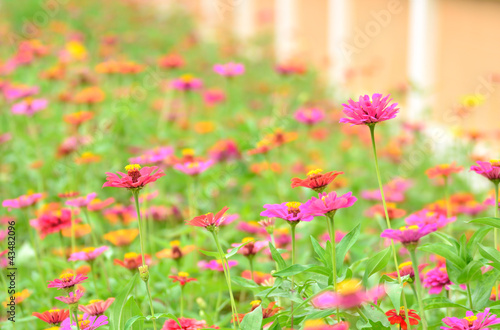 Colorful flowers in garden © singkham