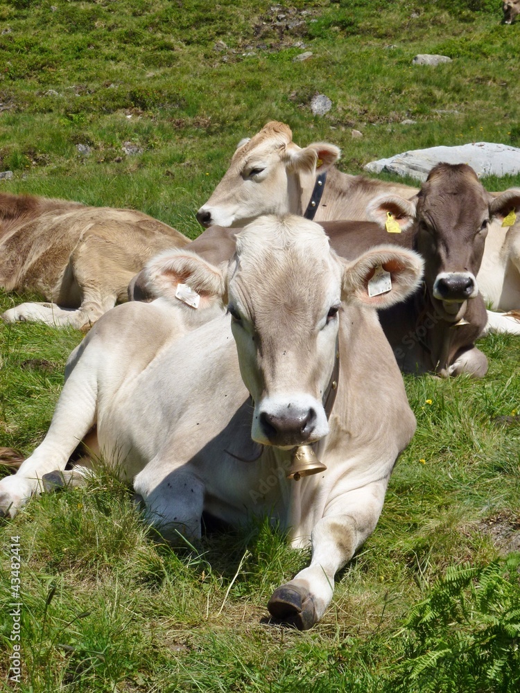 Young Swiss cows in the Alps Young Swiss cows in the Alps