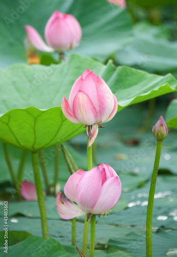 lotus flowers