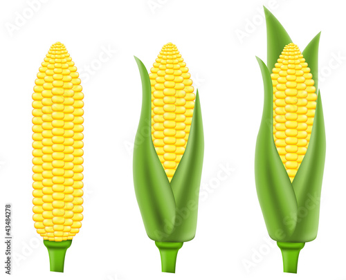 corn illustration