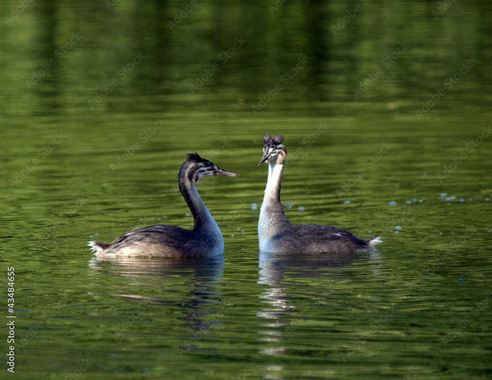 Grebes Grebes