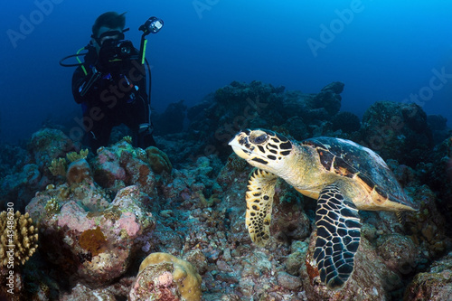 Hawksbill turtle  indian ocean  Maldives