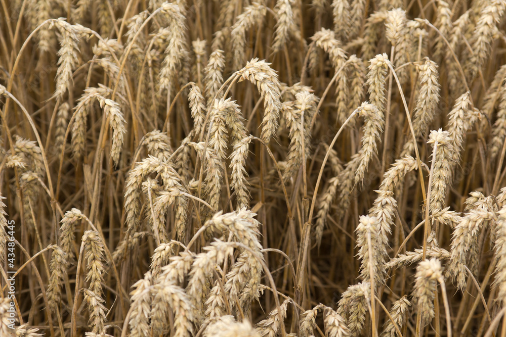 Fototapeta premium Kornfeld