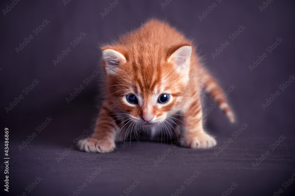 Obraz premium Newborn red kitten in a dark blue background