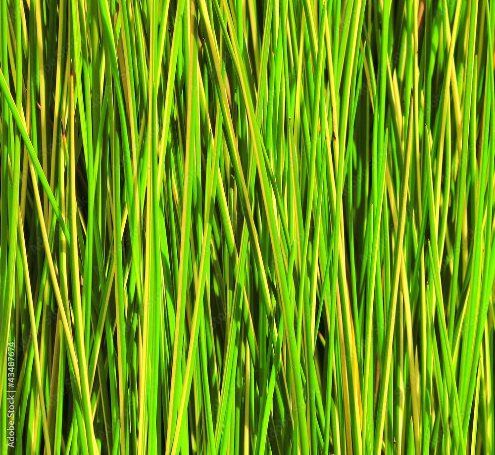 Fototapeta premium reed