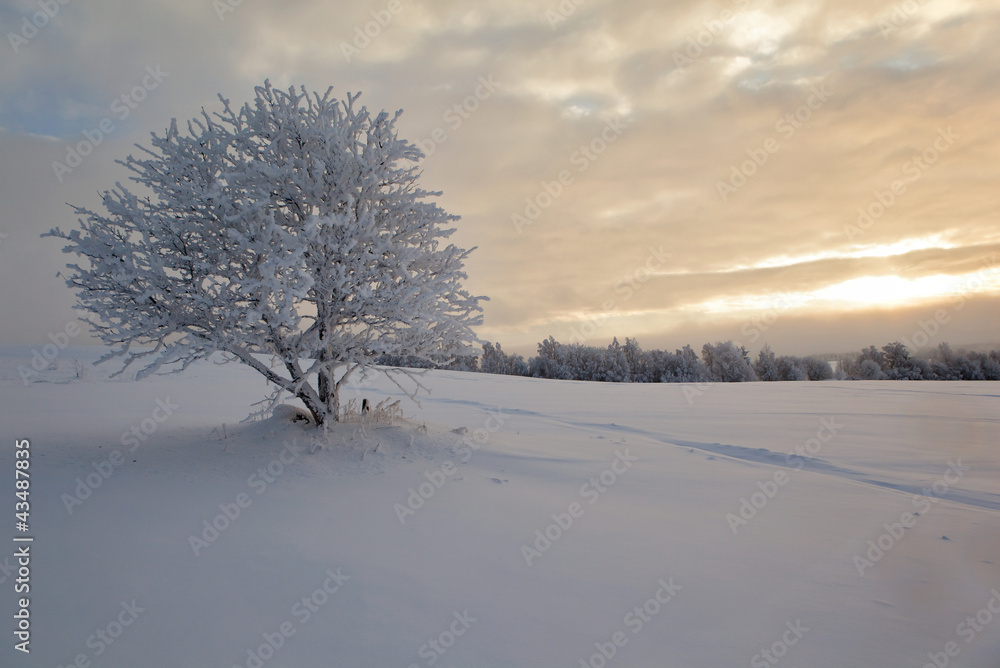 Winter landscape, lonely tree on a snow field Winter landscape, lonely tree on a snow field