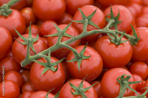 tomato on the vine