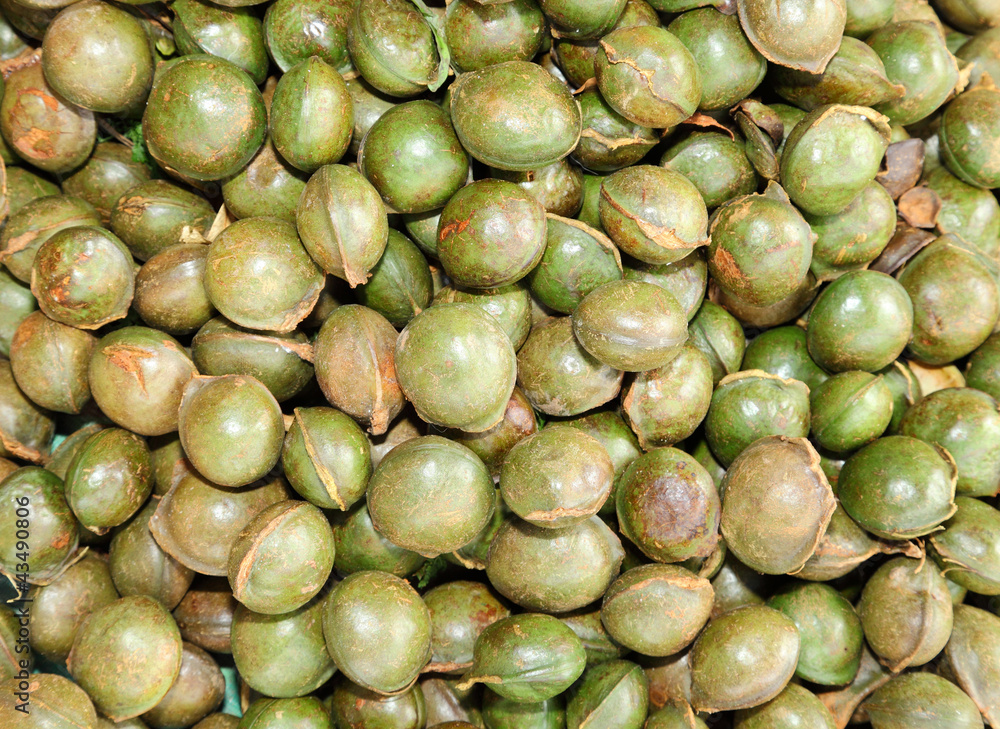 Fresh Archidendron Jiringa Nielsen or Look Neang Fresh Archidendron Jiringa Nielsen or Look Neang