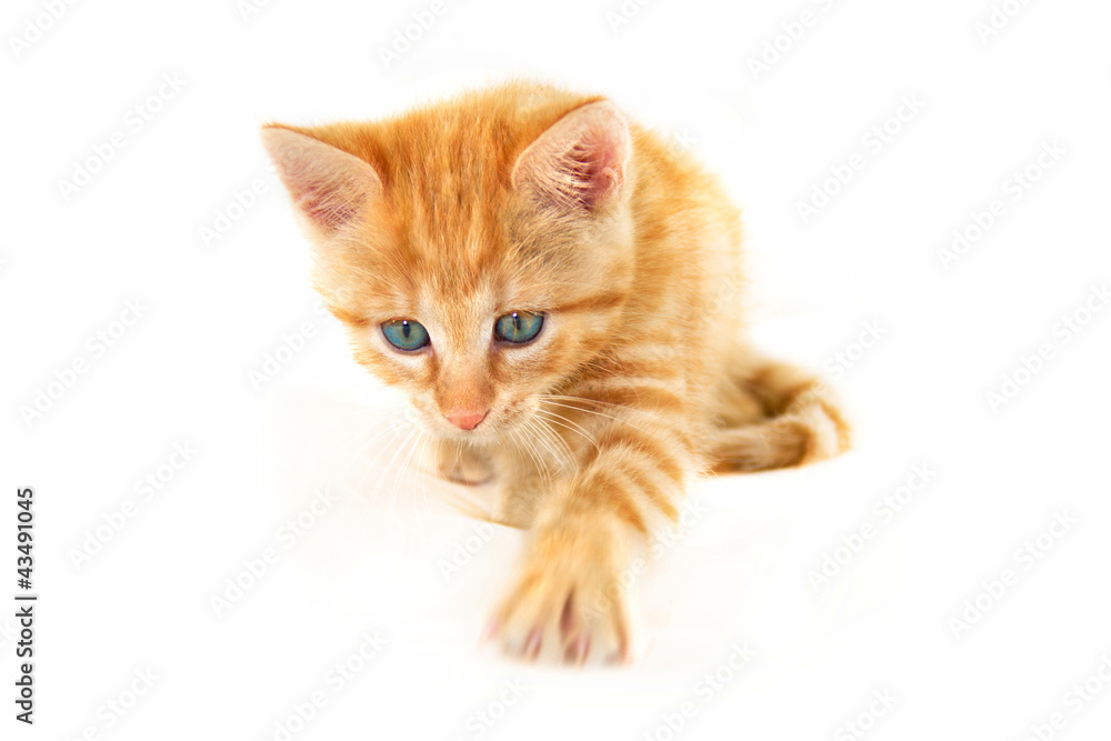 Young kitten cat playing Young kitten cat playing