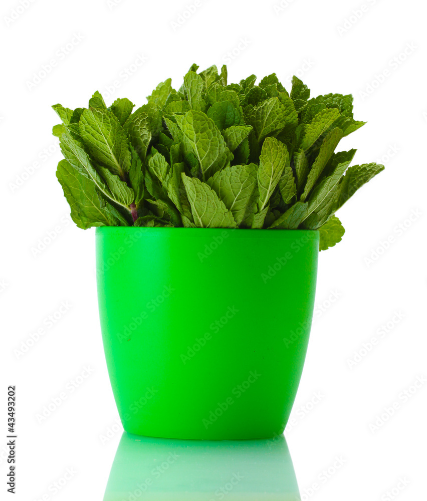 Fresh mint in flowerpot isolated on white Fresh mint in flowerpot isolated on white