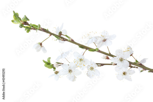 beautiful cherry blossom isolated on white