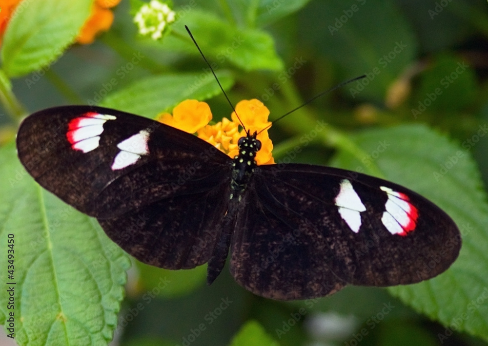 Fototapeta premium Butterfly