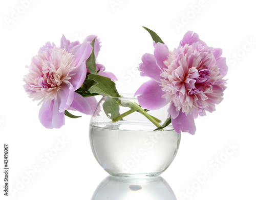 Wallpaper Mural pink peonies flowers in vase isolated on white Torontodigital.ca