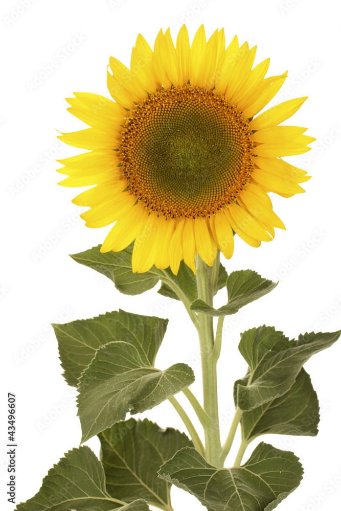 sunflower isolated on white sunflower isolated on white