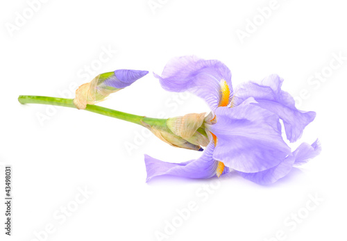 Fototapeta Naklejka Na Ścianę i Meble -  Beautiful Blue Flag Flower (Iris) Isolated on White Background