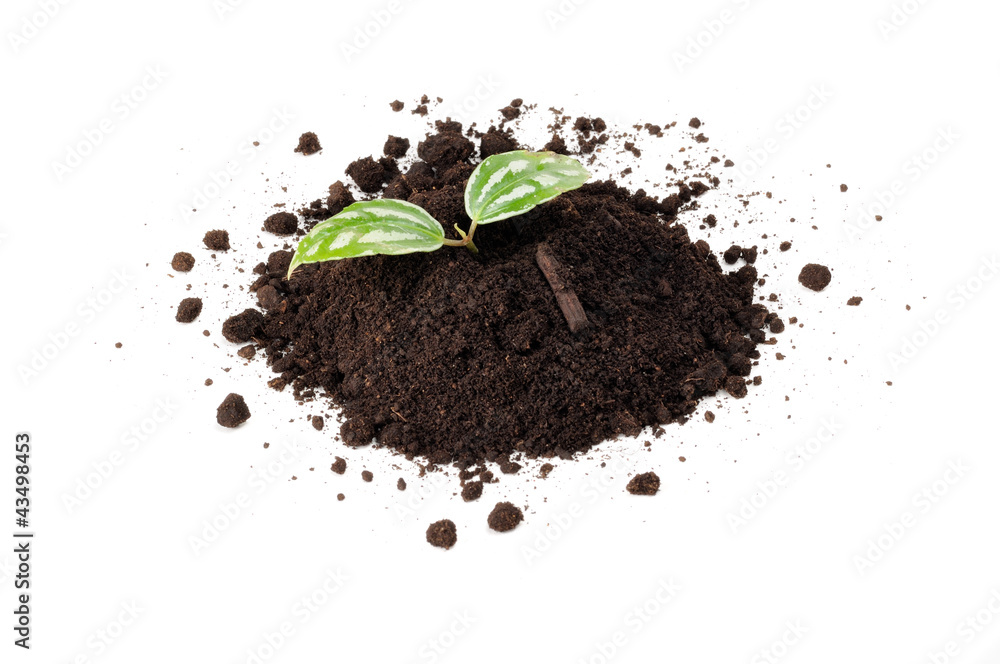 Green Plant in Pile of Soil Isolated on White Background Green Plant in Pile of Soil Isolated on White Background