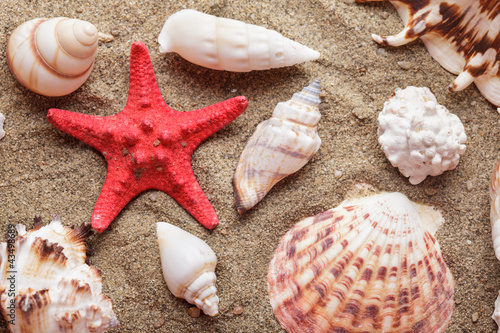 Seashells on the sand