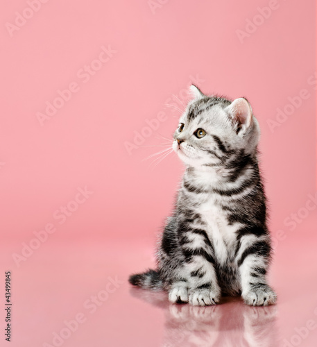 kitten © tankist276