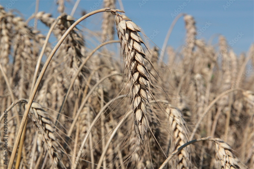 Fototapeta premium Champ de blé