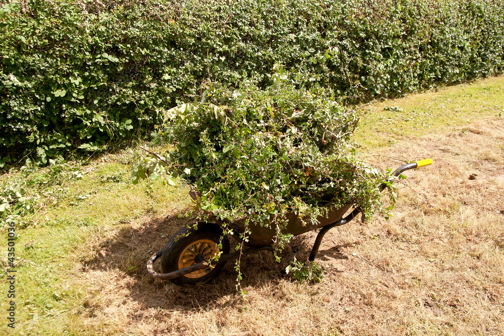 Wheelbarrow with hedge brishings