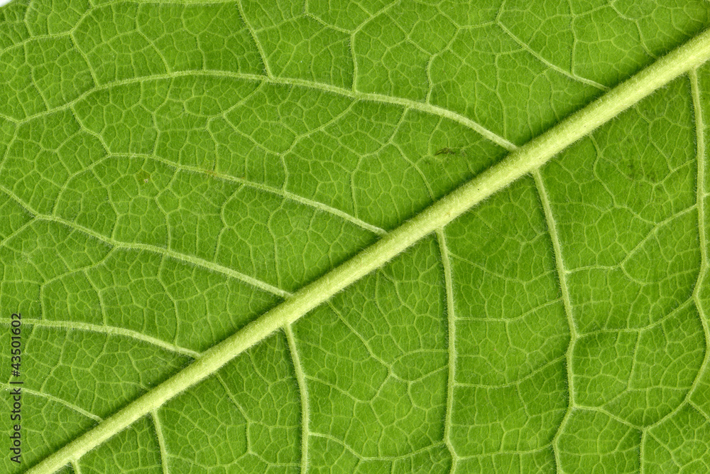 Leaf veins close up Leaf veins close up