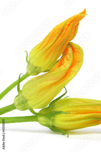 zucchini flowers