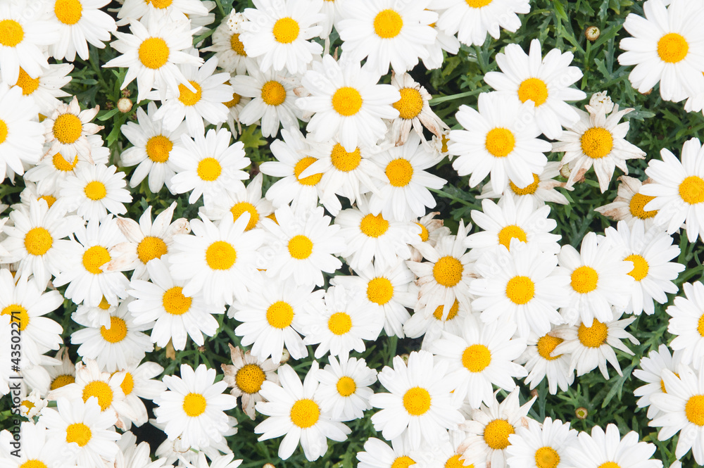 Background from beautiful white camomiles