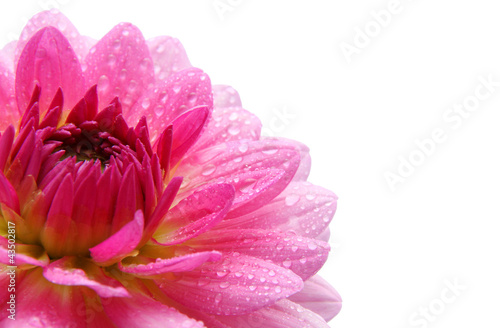 Fototapeta Naklejka Na Ścianę i Meble -  Dahlie freigestellt mit Textfreiraum