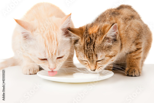 Two kitten milk from a saucer of varnish