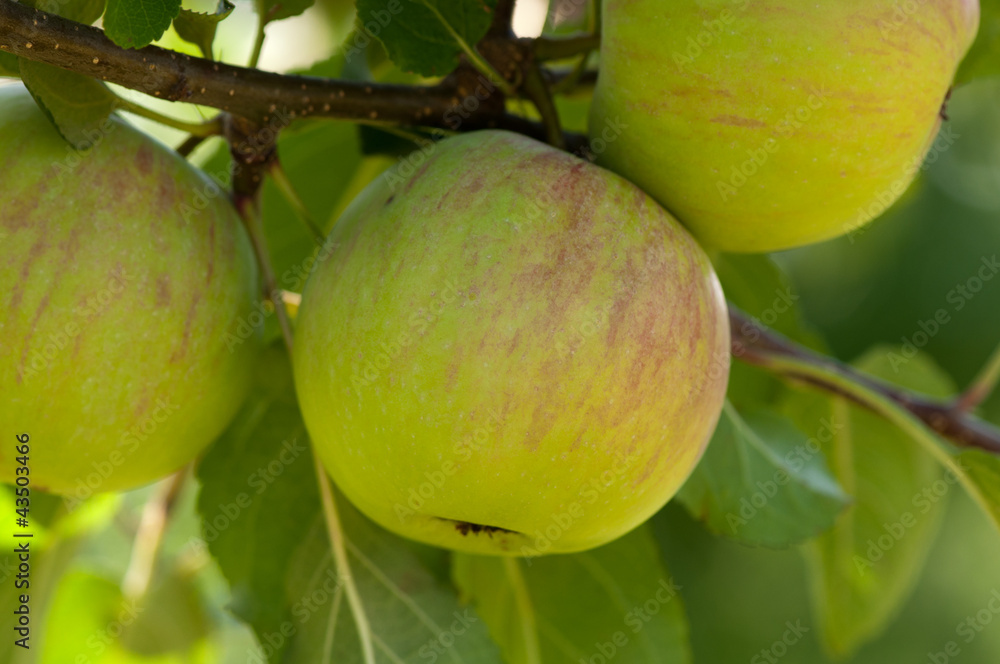 Apfel Apfel