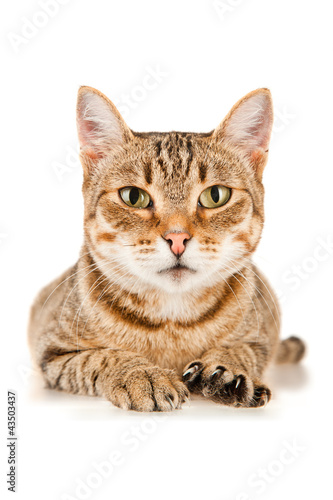 Portrait of a striped cat, isolated on white